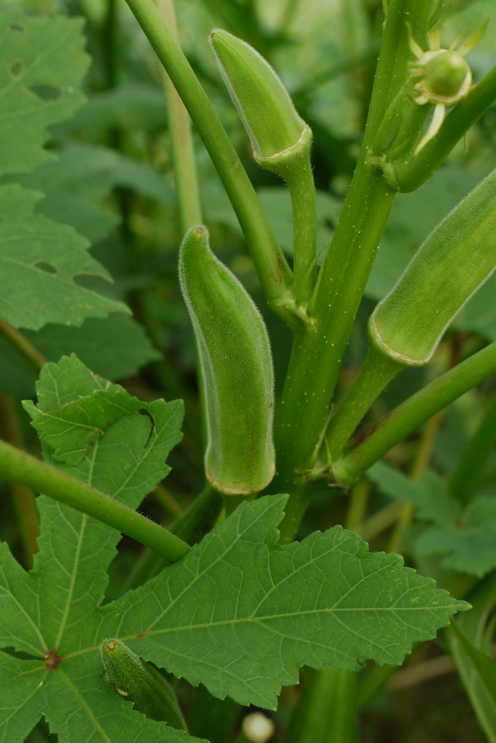 野生荠菜图片