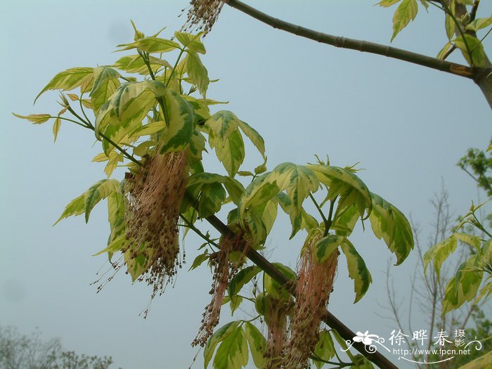 亚腰葫芦什么时候种