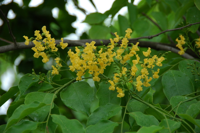 芙蓉花的寓意和花语