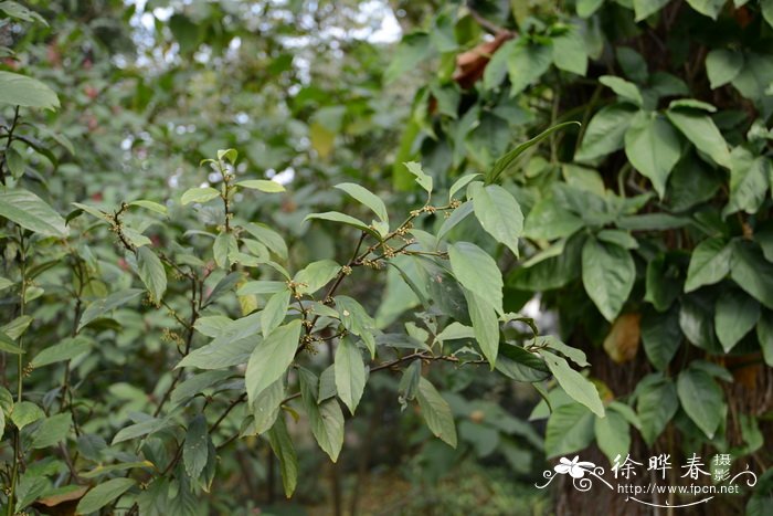 花茶图片