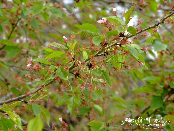 蕨菜致癌