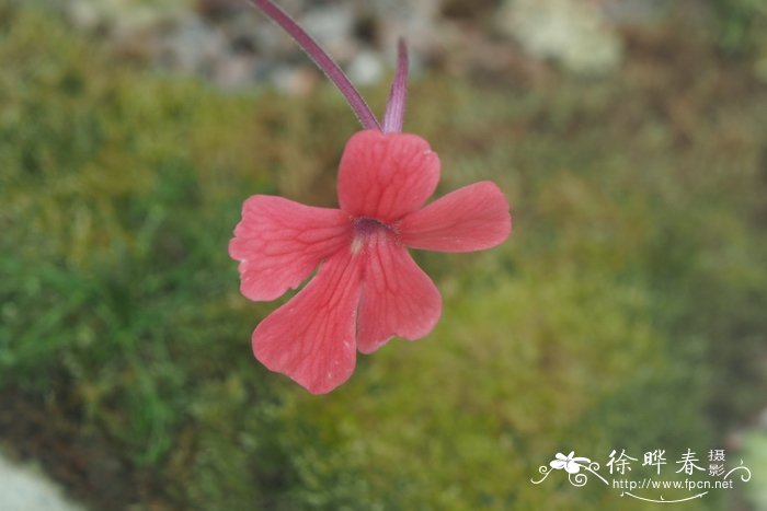 茉莉花介绍