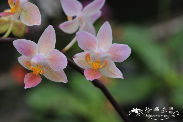 茉莉花简介