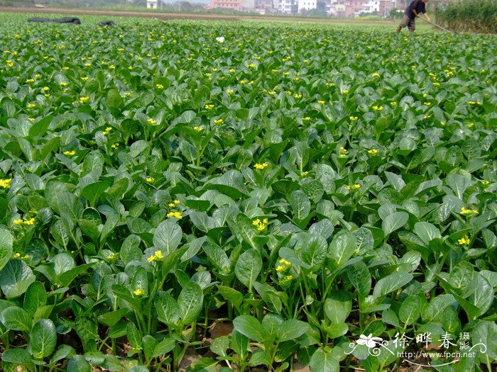 映山红和杜鹃花的区别