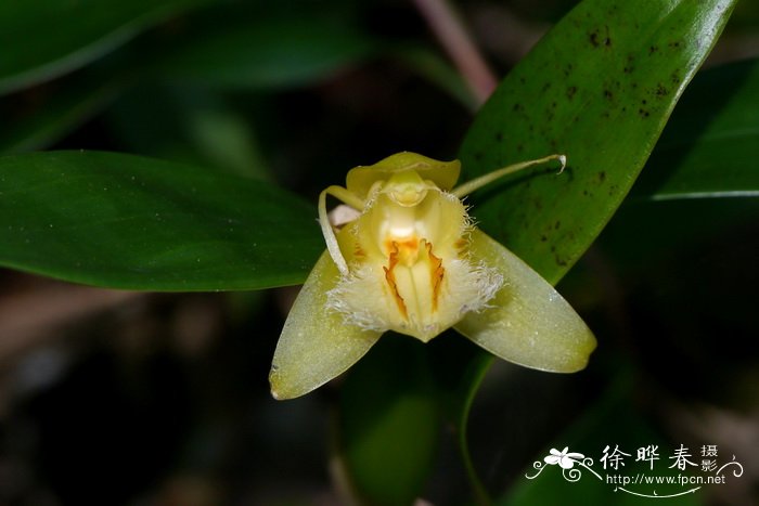 罂粟花的花语是什么