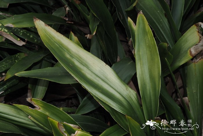 桂花几月开花哪个季节