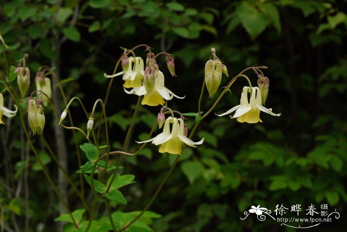 菊花开放时间