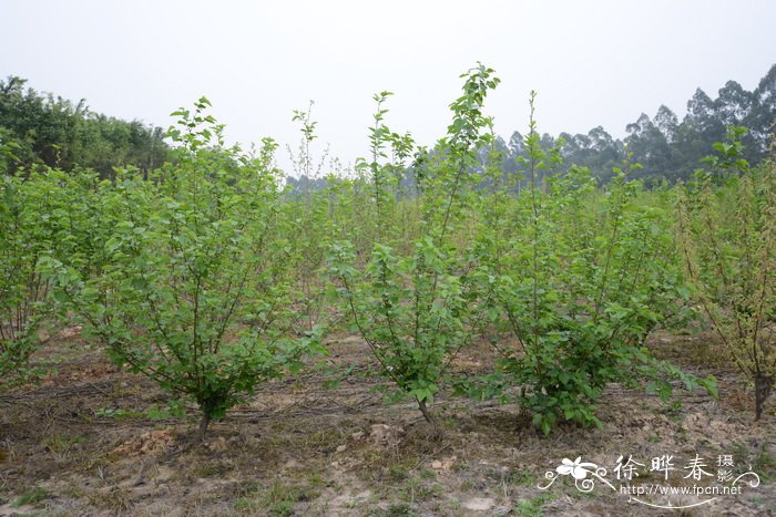 格桑花寓意