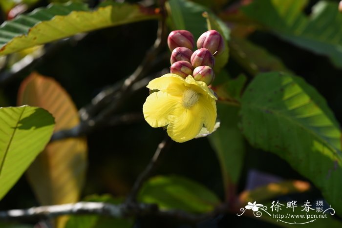 深山含笑花语