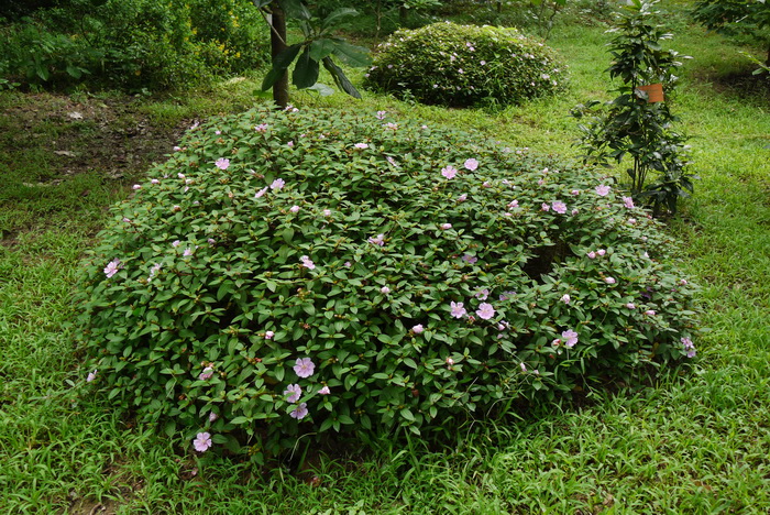 快速除花土小黑飞虫