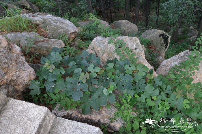 辣椒属于什么类蔬菜