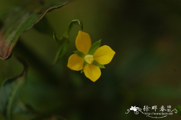 葫芦花