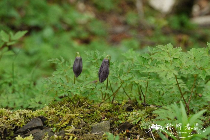 盆栽桂花树种植技术