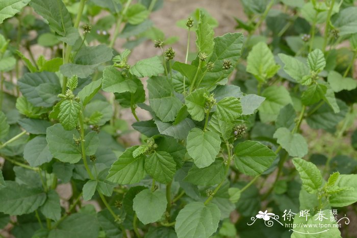 向日葵开花时间