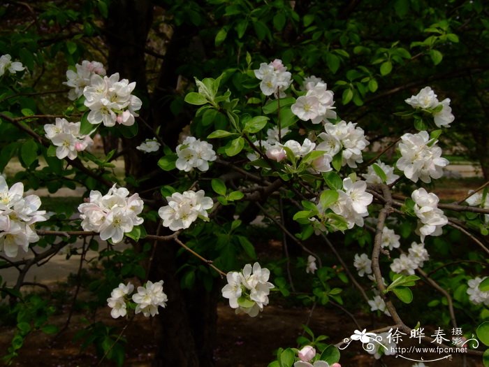 向日葵是什么季节