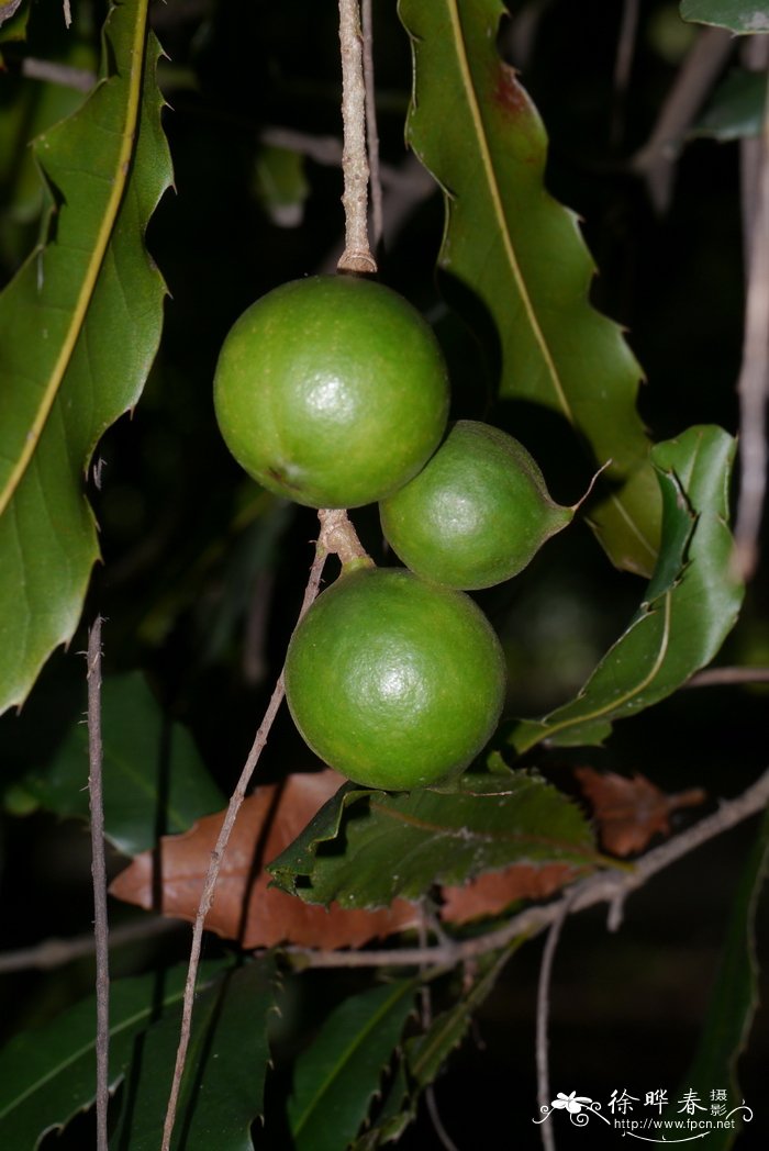 桂花树价格表