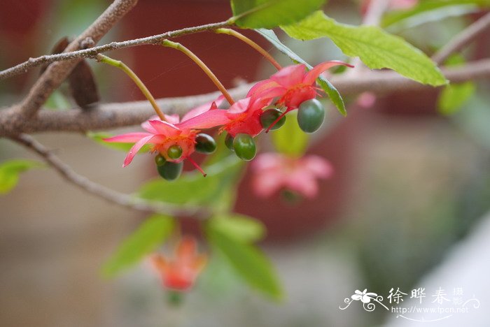 木樨花和桂花的区别