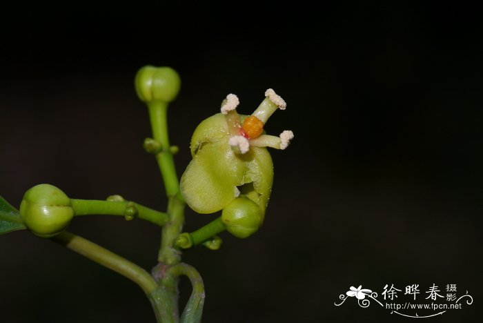 菊花老