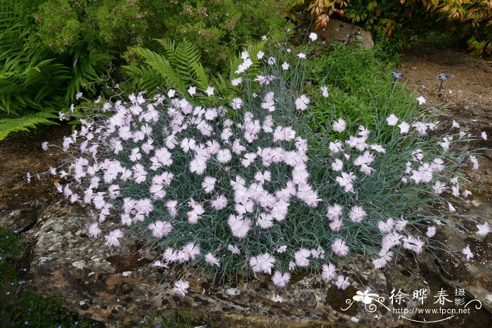 冷门好听的花名及花语