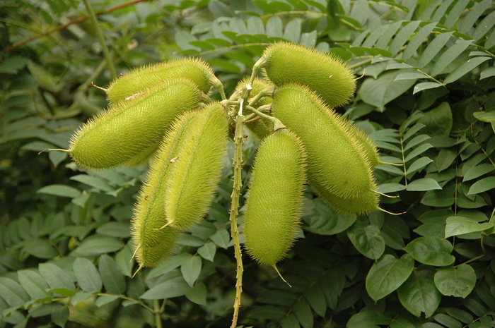 七里香花