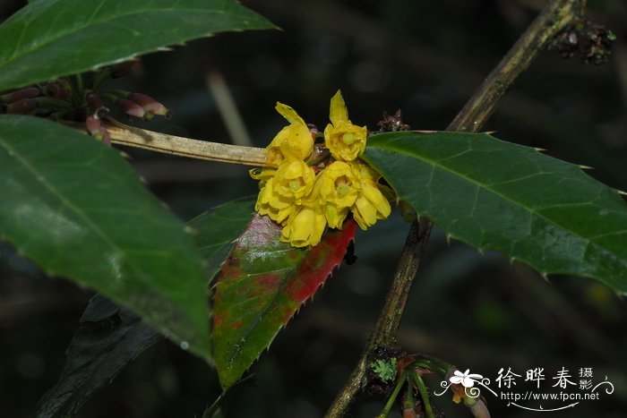 木棉花照片