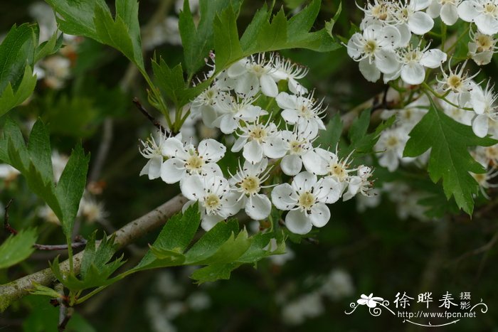 龙骨花有毒吗