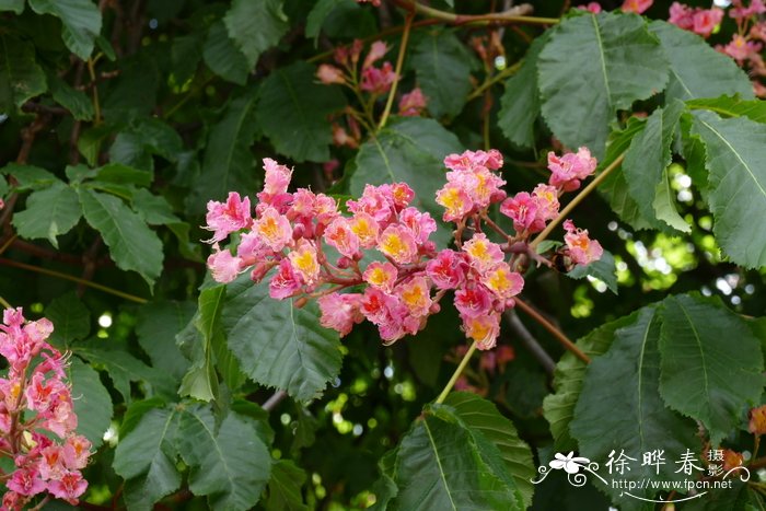 啤酒浇花的正确方法适合浇什么花