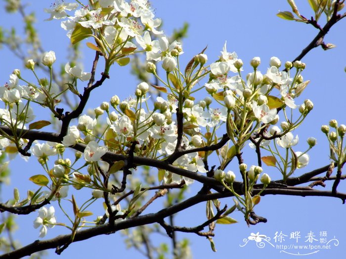 白菊花图片祭奠图片