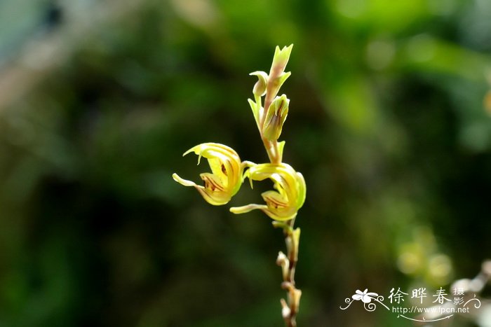 植物介绍及图片