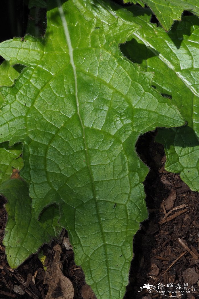 花草植物