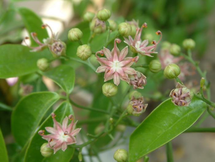 野生荠菜图片