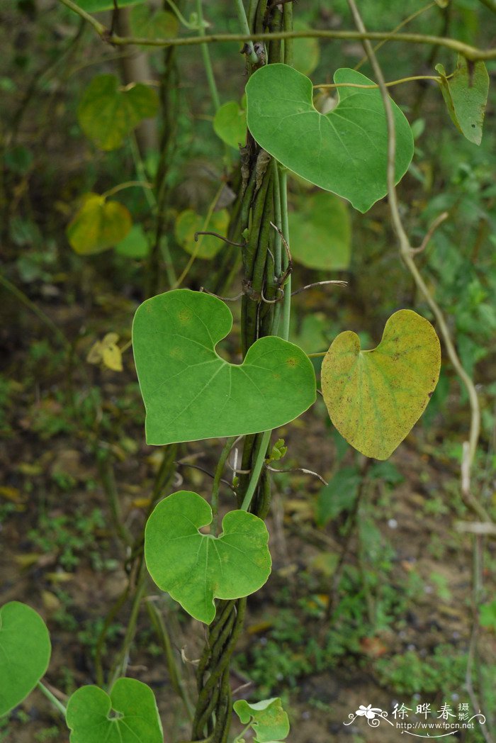 100种常见多肉植物图鉴