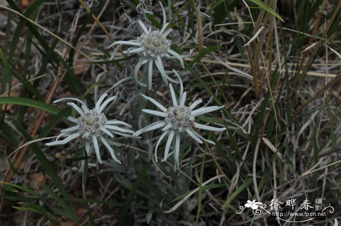 各种花的图片