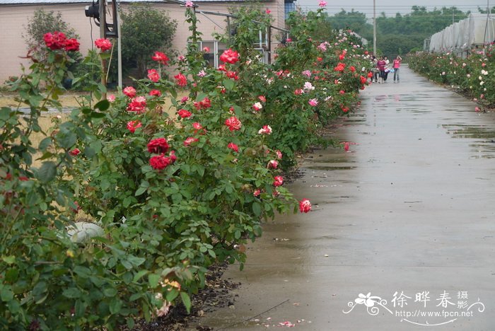 芙蓉花的寓意和花语