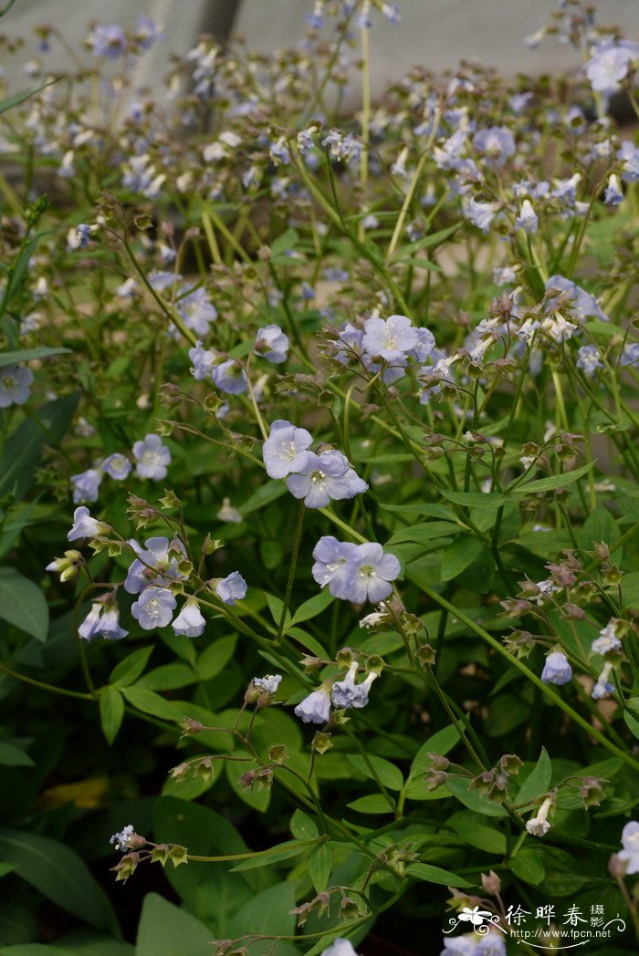 滴水观音植物图片