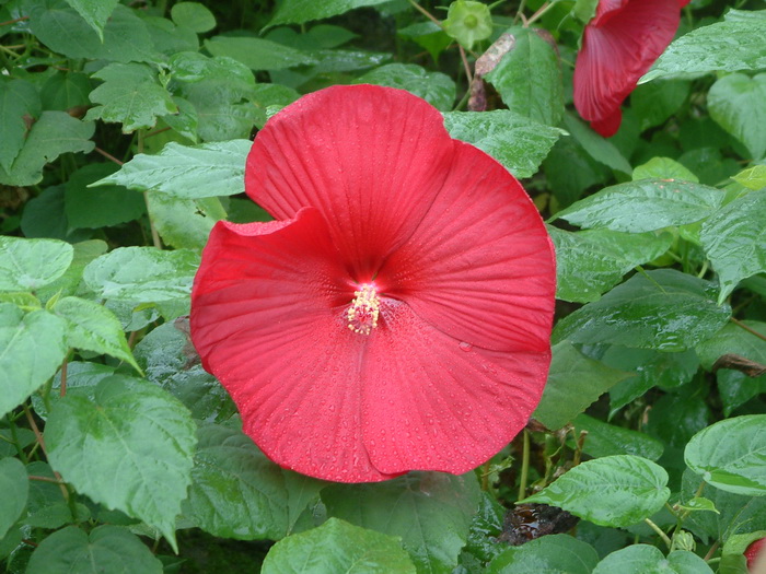 苹果长在哪里