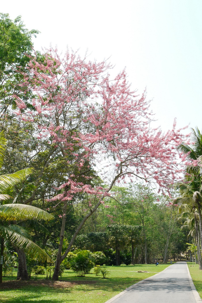 兰草花图片