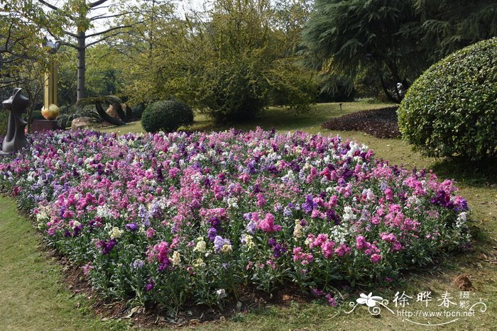 花品种图片及名称