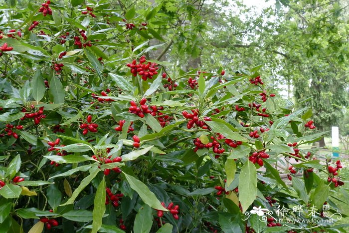 玉兰花样子特点外貌