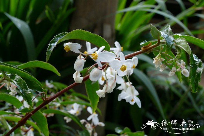 牛油果怎么种