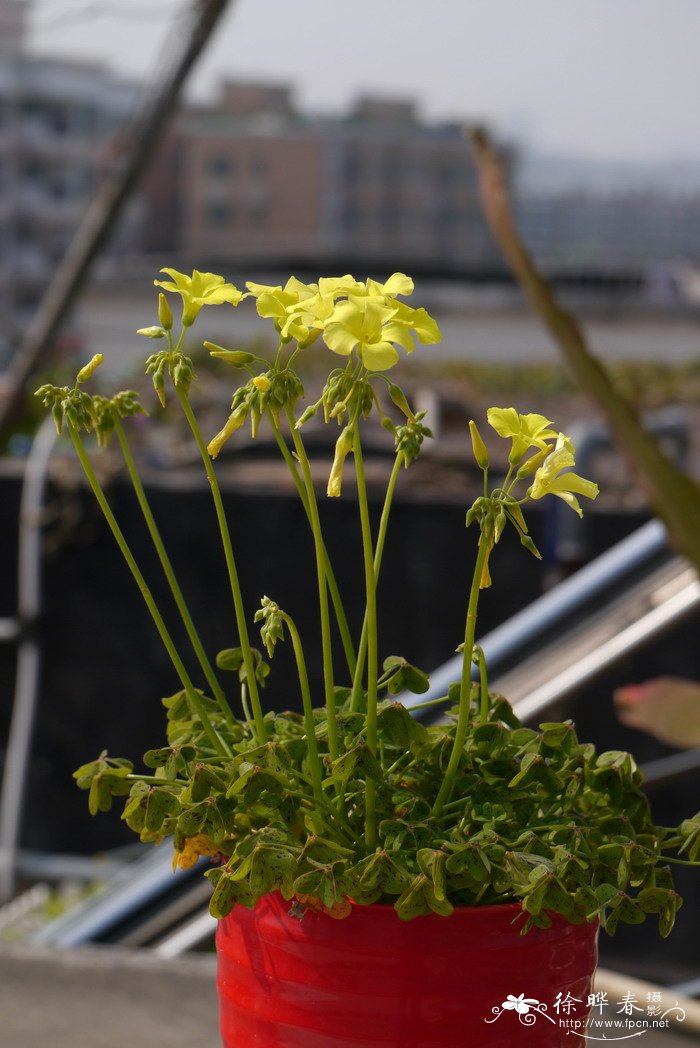 刺梅花