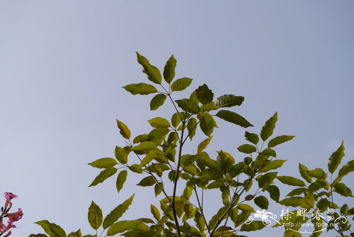 杨梅舌和草莓舌的区别图片