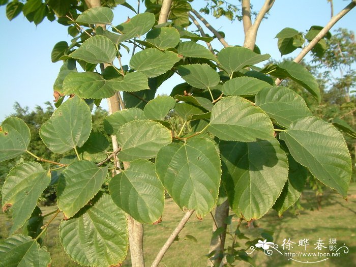 羊肚菌的种植前景