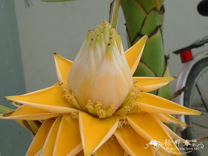 夜来香的花语