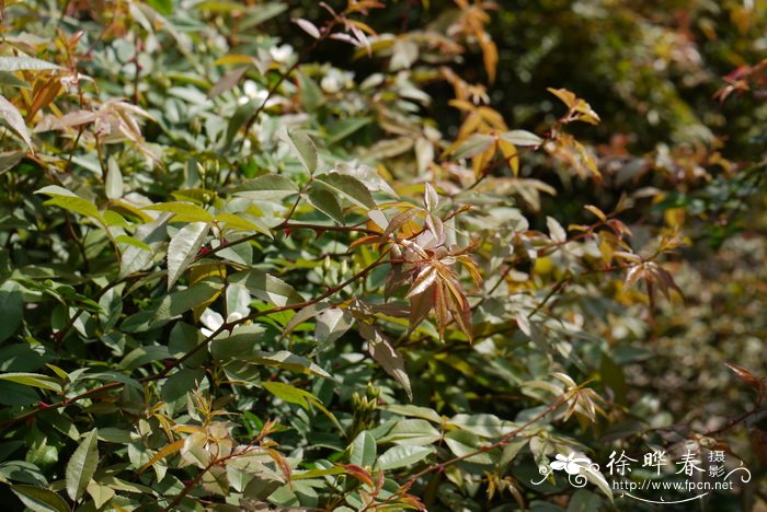 茭白是什么植物