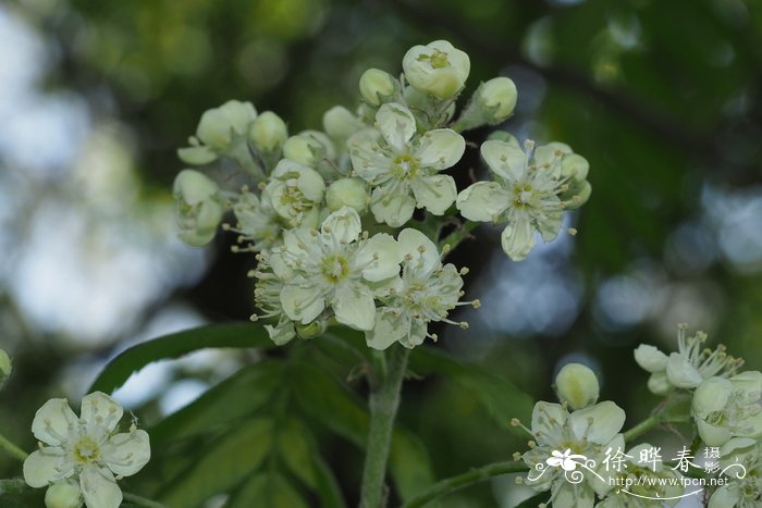 桂味 荔枝