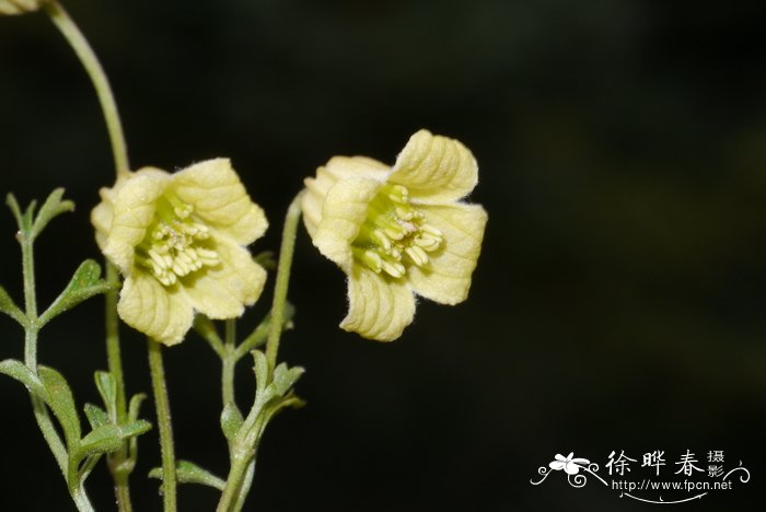 海棠花的花语和寓意