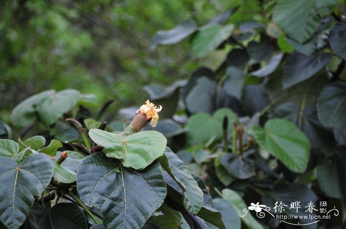 桂花树种子种植技术