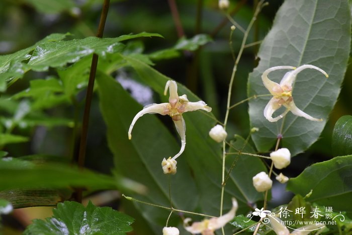 百合花开