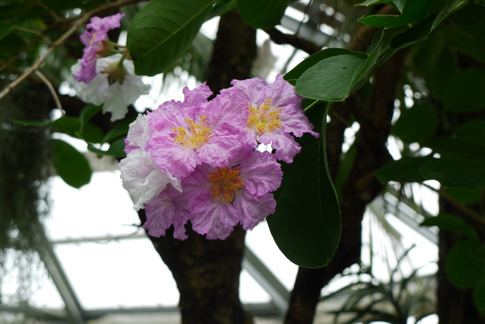 杜鹃花的特点